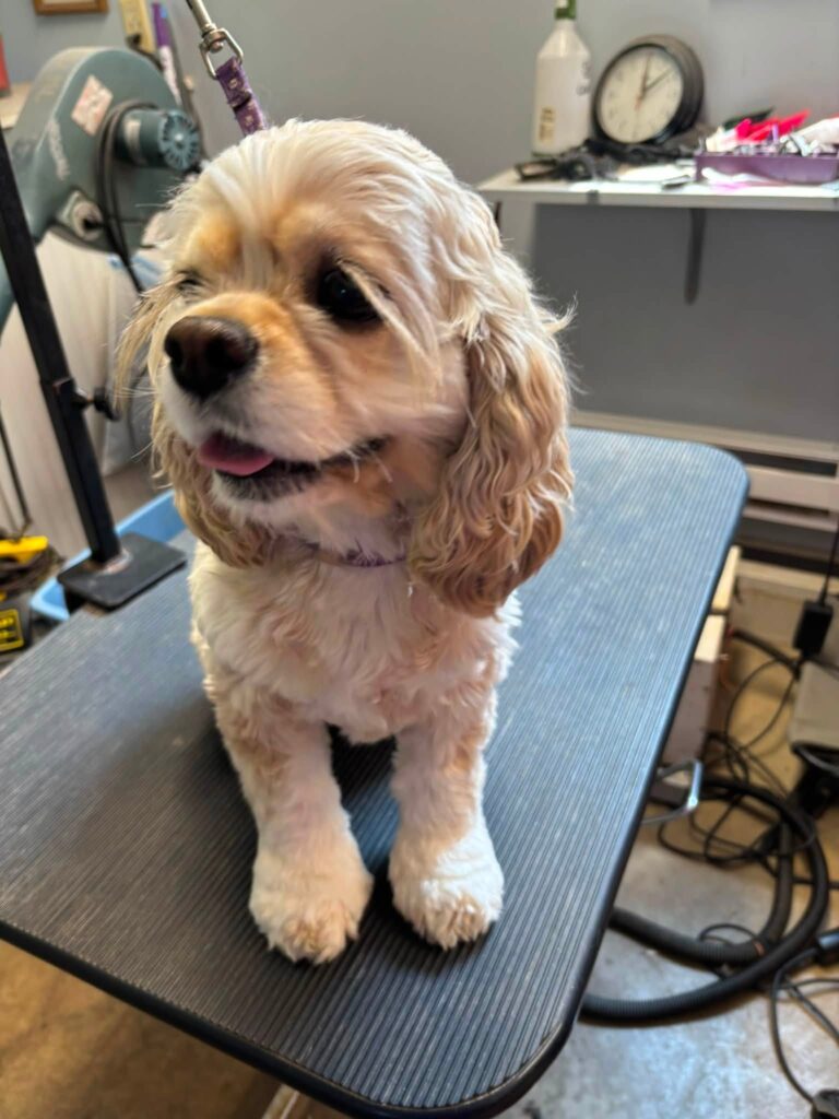 Sparkles Before Grooming